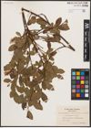 Foto von Salix herbacea L. x Salix phylicifolia L. x Salix polaris Wahlenb.